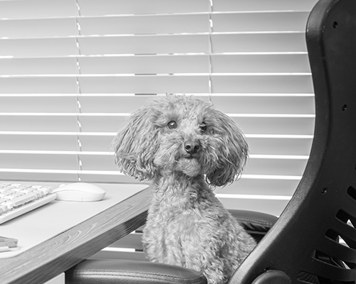 Photo of Teddy our office dog!